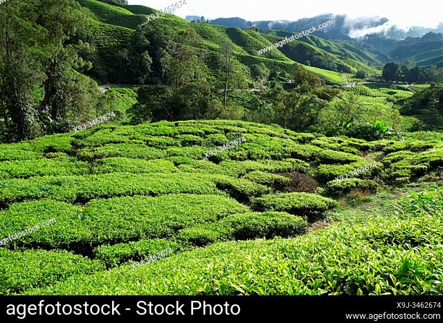 Tea Plantation, Cameron Heightland, Malaysia