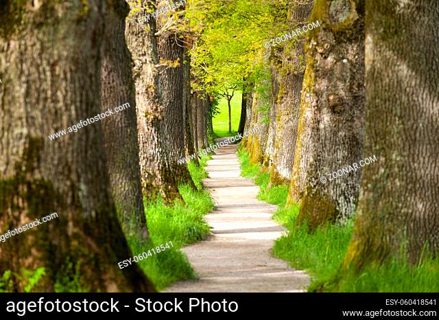 Alte Eichenallee mit großen Bäumen und schmalem Fußweg