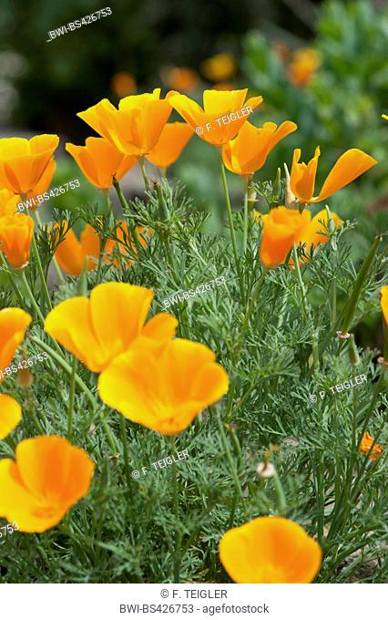 Californian poppy, California poppy, gold poppy (Eschscholzia californica), blooming