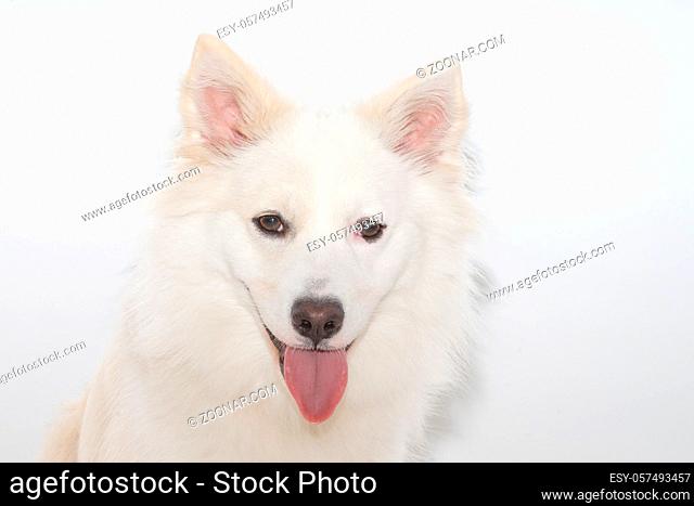 Portrait eines Islandhundes