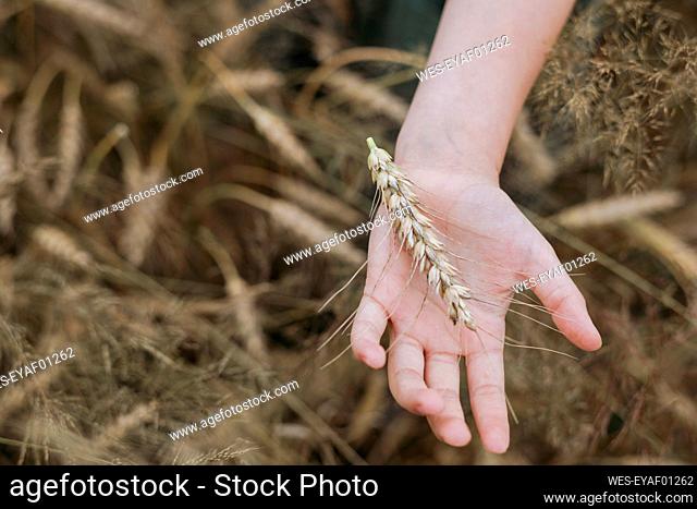 Girl's hands touching wheat ears