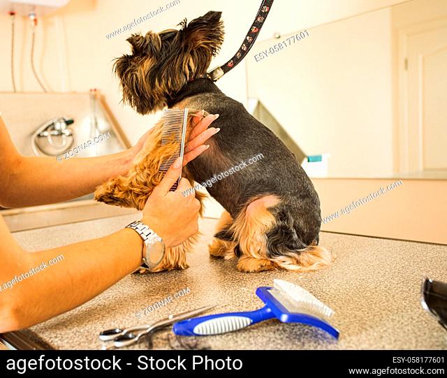 Proffesional groomer combing Yorkshire terrier. Small dog with a leash on its neck calmly sitting while beauty procedures