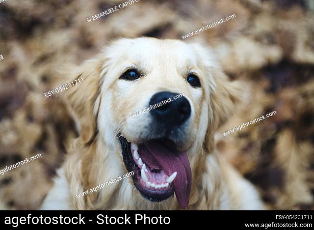 portrait of dog golden retriever in the woods