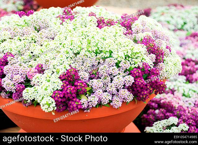 Alyssum flowers. Alyssum in sweet colors. Alyssum in a red brown pot on wood table, in a dense grounding in a greenhouse