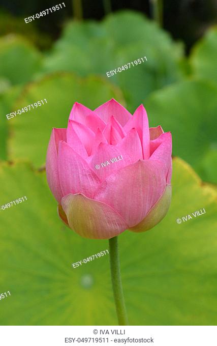 Sacred lotus flower bud - Latin name - Nelumbo nucifera