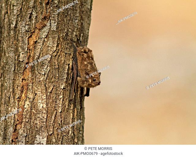Lesser sac winged bat or lesser white-lined bat (Saccopteryx leptura)