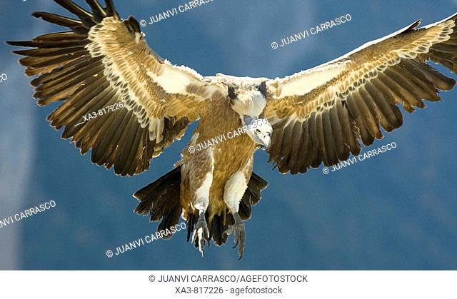 Bearded vulture Gyps fulvus with opened wings