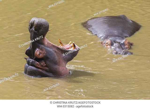 Wild hippopotamus (Hippopotamus amphibus) displaying dominance in a river, Masai Mara National Reserve, Kenya, Africa