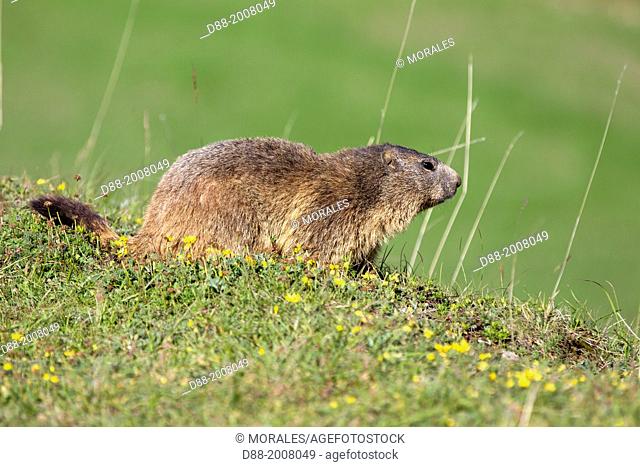 France, Alpes de Hautes Provence , Selonnet , Alpine Marmot (Marmota marmota) ,