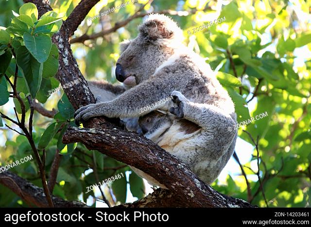 A baby koala and mother sitting in a gum tree on Magnetic Island, Queensland Australia