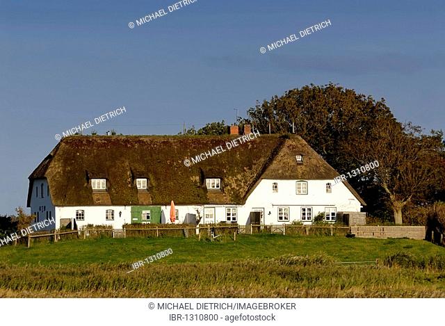 Artificial dwelling hill, known as Terp, Warf, Warft or Wurt, Pellworm, North Frisian Islands, North Friesland District, Schleswig-Holstein, Germany, Europe