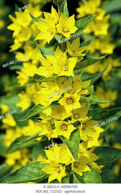 Yellow Loosestrife Lysimachia punctata