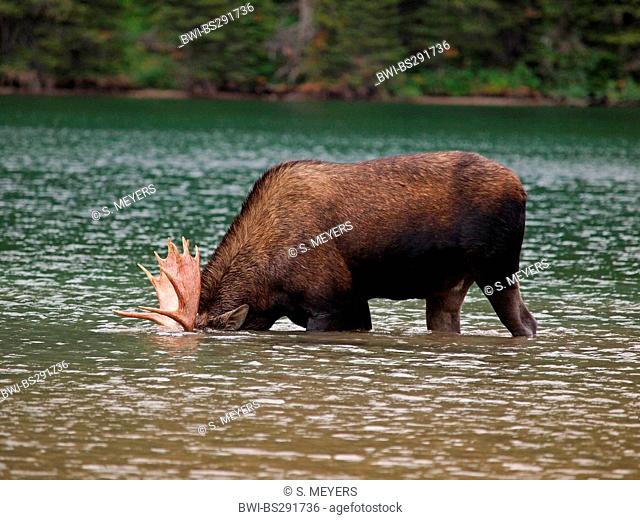 Canadian moose, Northwestern moose, Western moose (Alces alces andersoni, Alces andersoni), male in a lake, Canada, Waterton Lakes National Park