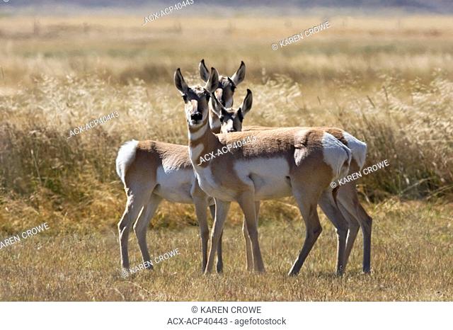 Three Pronghorn in the foothills of the Wind River Range, Sublette County, Wyoming, United States of America