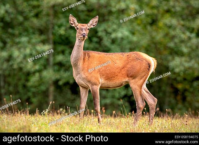 Summer nature scenery of curious wild red deer, cervus elaphus, hind standing on a meadow in forest. Alerted animal from european nature