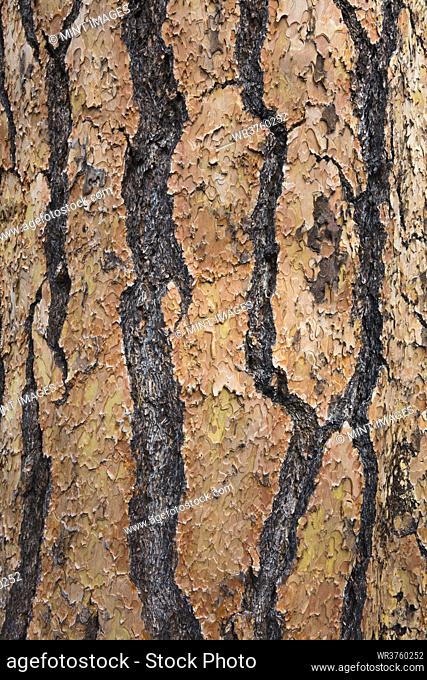 Detail of Ponderosa pine tree bark