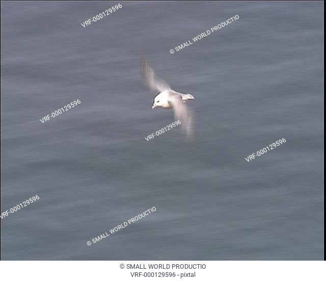 Fulmar, Fulmarus glacialis, flying across sea surface, West Wales