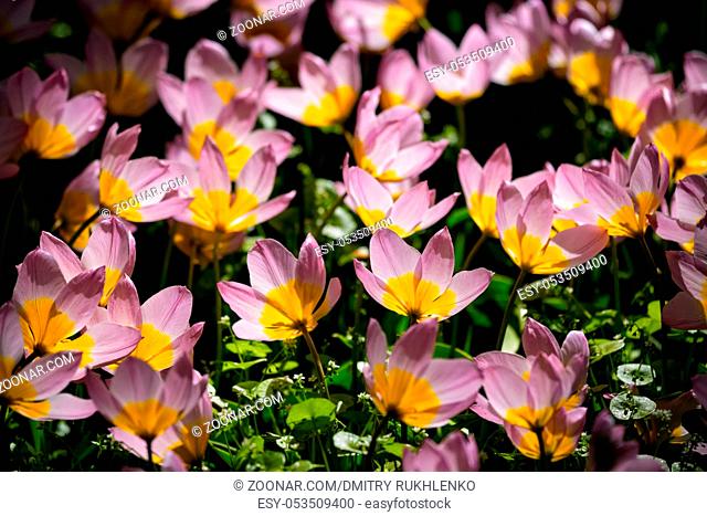 Blooming pink tulips Tulipa saxatilis in Keukenhof garden, also known as the Garden of Europe, one of the world largest flower gardens and popular tourist...