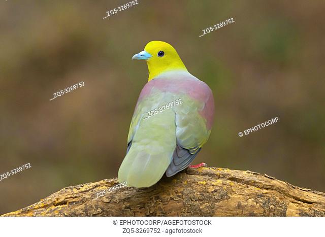 Wedge tailed green pigeon, Treron sphenurus, Sattal, Nainital, Uttarakhand, India