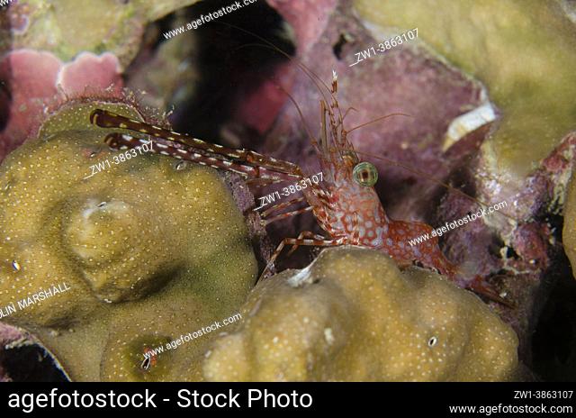 Reticulated Hinge-beak Shrimp (Cinetorhynchus reticulatus) with long claws on Hard Coral (Scleractinia Order), night dive, Mimpi Channel Jetty dive site