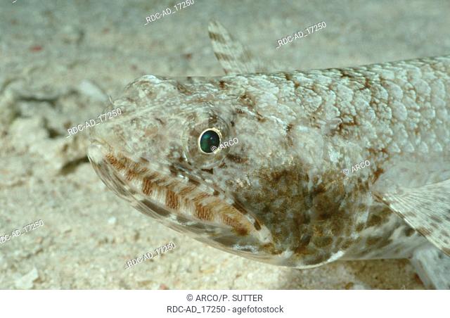 Graceful Lizardfish Red Sea Saurida grcilis