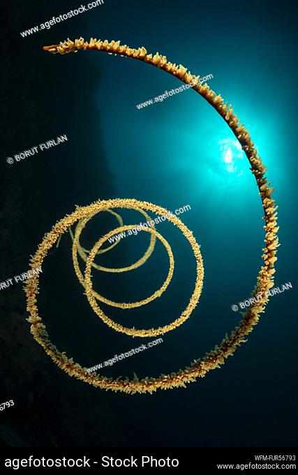 Spiral Whip Coral, Cirrhipathes spiralis, Alor, Indonesia