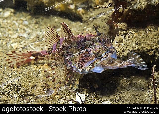 Longspined bullhead, Taurulus bubalis, eating another fish. Inhabits tide pools and inshore waters on rocky bottoms or among algae at 0-30 m