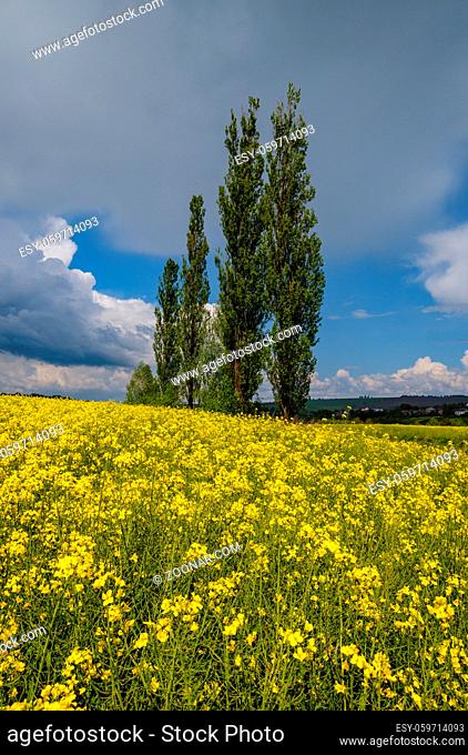 High poplar trees group in spring rapeseed yellow blooming fields view, blue sky with clouds in sunlight. Natural seasonal, good weather, climate, eco, farming