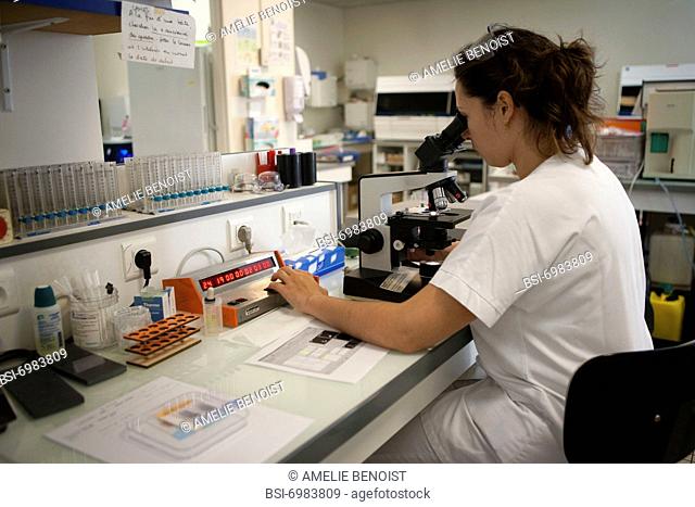 Photo essay at the hospital of la Croix Saint-Simon, Paris, France. Laboratory. Reading of blood smears enabling to elaborate or control leucocytary blood...