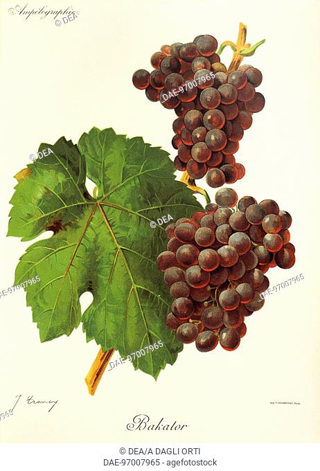 Pierre Viala (1859-1936), Victor Vermorel (1848-1927), Traite General de Viticulture. Ampelographie, 1901-1910. Tome IV, plate: Bakator grape