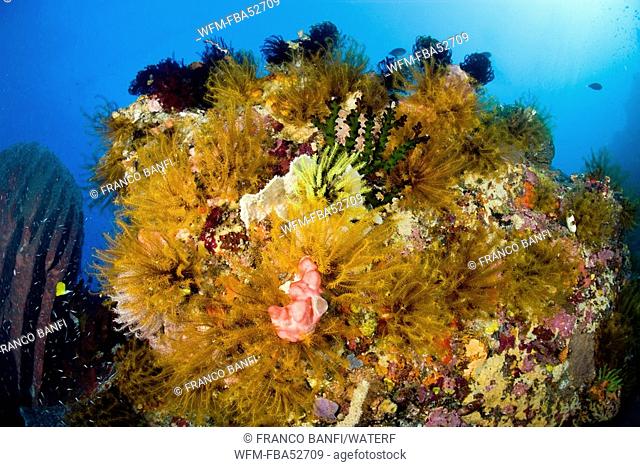 Colorful Coral Reef, Siau Island, Sangihe-Talaud Archipelago, Sulawesi, Indonesia