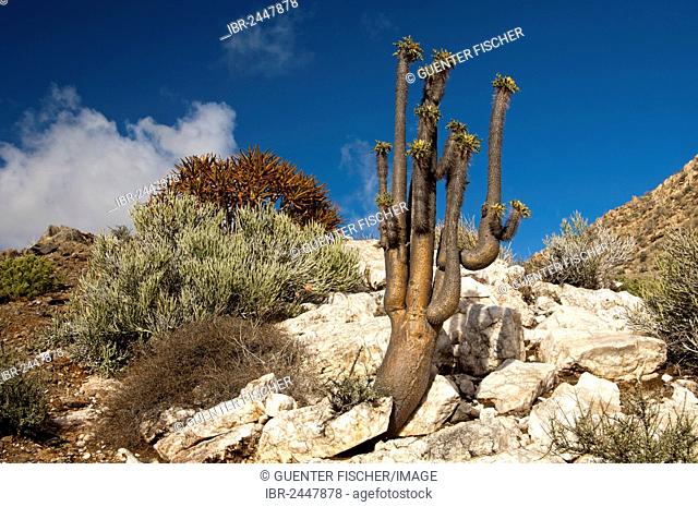 Multi-armed Club Foot, Elephant's Trunk or Halfmens (Pachypodium namaquanum) in its natural habitat in a quartz field, Richtersveld National Park, South Africa