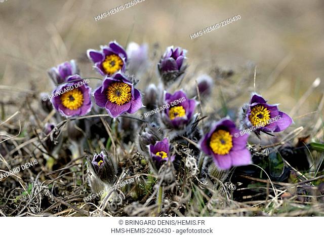 France, Haut Rhin, Westhalten, dry hill of Strangenberg, Pulsatilla vulgaris, flowers