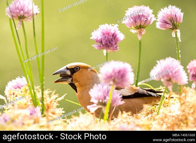 close up of hawfinch between onion flowers