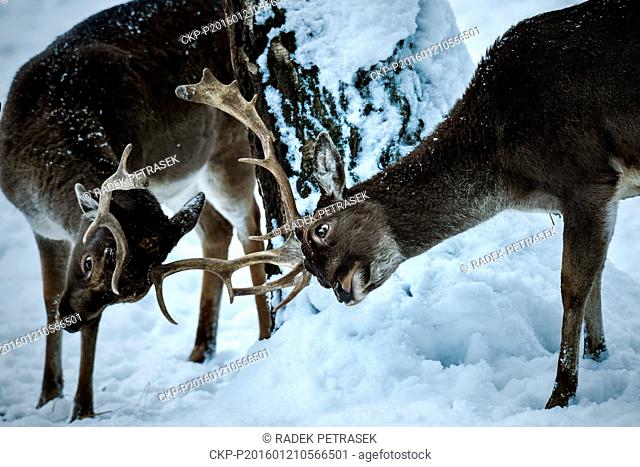 The Red deers and fallow deers herd in deer-park by Skalice near Ceska Lipa, Northern Bohemia, Czech Republic, on January 21, 2016