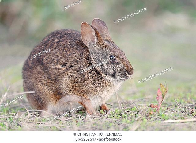 Marsh Rabbit (Sylvilagus palustris paludicola)