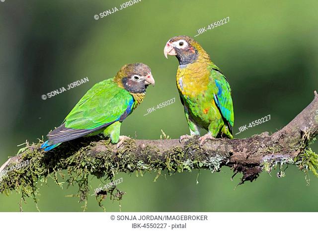Brown-hooded Parrots (Pyrilia haematotis) sitting on branch, province of Alajuela, San Carlos, Boca Tapada, Costa Rica