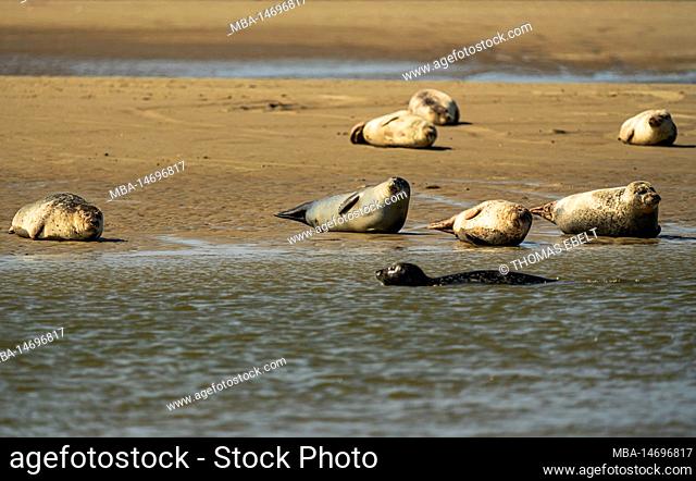 Keel seals, mud flats off the North Sea island of Borkum