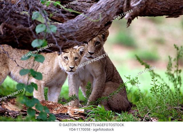 African Lions Panthera leo - Cubs, in the bush, Kgalagadi Transfrontier park, Kalahari desert, South Africa