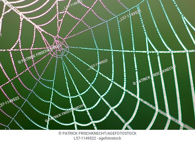 spider web full of dew drops, Switzerland