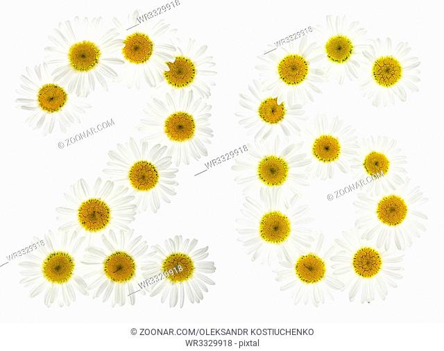 Arabic numeral 26, twenty six, from white flowers of chamomile, isolated on white background