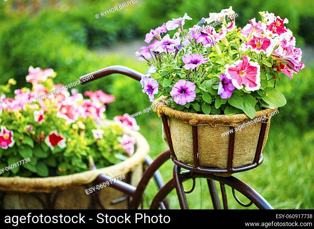Decorative Vintage Model Old Bicycle Equipped Basket Flowers Garden. Toned Photo