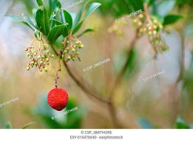 Arbutus unedo berry