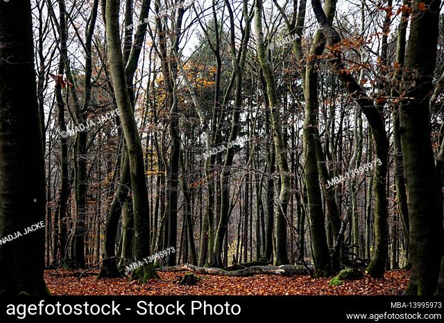 germany, teutoburg forest, altruper mountain, lienen, deciduous forest, autumn