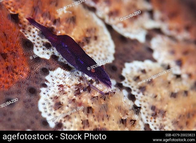 A purple Sea Star Shrimp, Periclimenes soror, on the surface of a Pin-Cushion Sea Star, Culcita novaeguineae, Taliabu Island, Sula Islands, Indonesia