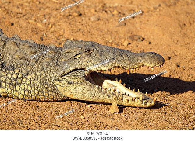 Nile crocodile (Crocodylus niloticus), lying on the shore with mouth open, South Africa, North West Province, Pilanesberg National Park