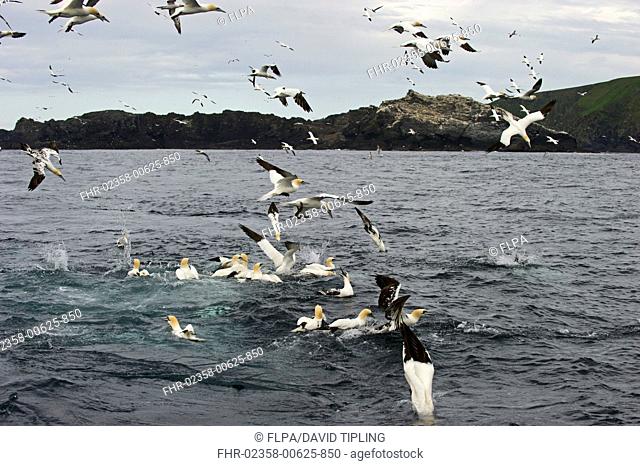 Northern Gannet Morus bassanus adults, flock fishing, diving for mackerel, Shetland Islands, Scotland, june