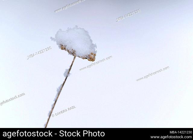 dried up umbels with snow cap, Germany, Hesse