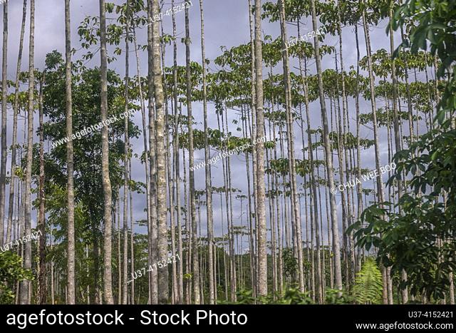 Trees in Pontianak, West Kalimantan, Indonesia, Borneo  Some tree species found in Pontianak, West Kalimantan, Indonesia