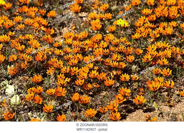 Beetle daisy, Gorteria diffusa, Namaqualand